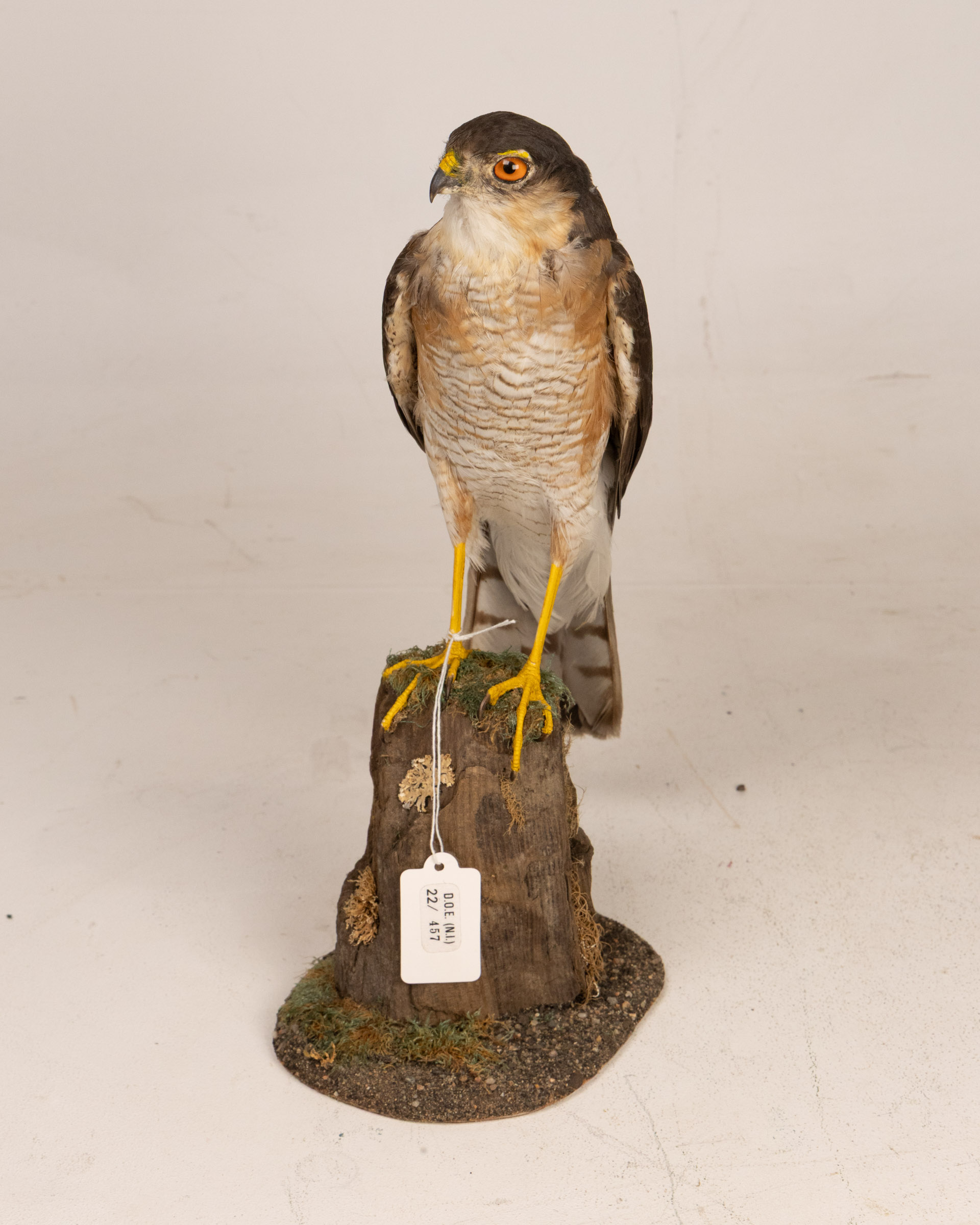 Taxidermy Eurasian Sparrowhawk Bird Mount on Wooden Base
