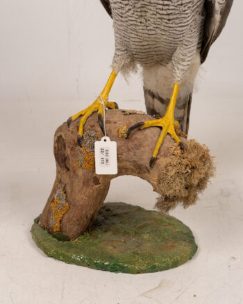 Vintage Eurasian Goshawk Taxidermy Bird on Wood Perch