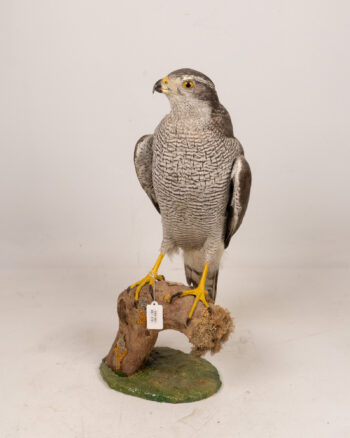 Vintage Eurasian Goshawk Taxidermy Bird on Wood Perch
