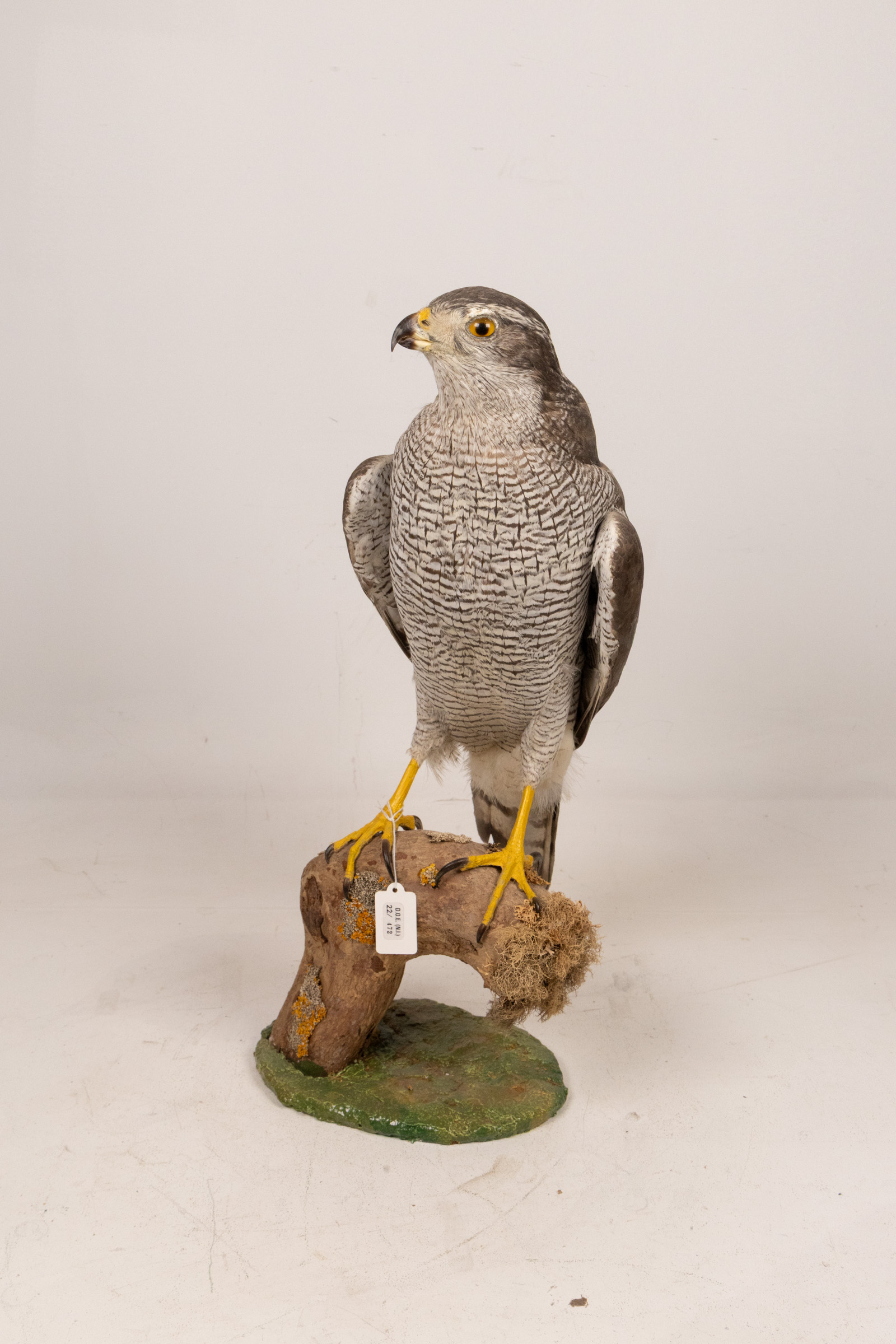 Vintage Eurasian Goshawk Taxidermy Bird on Wood Perch