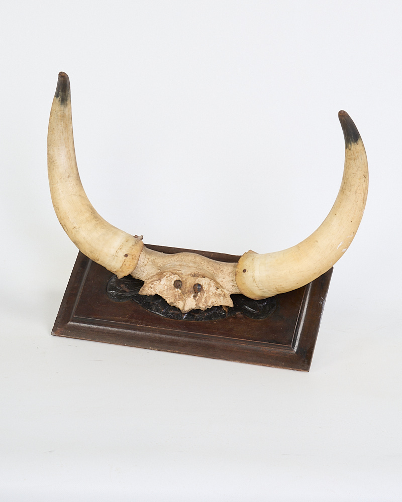 Vintage Mounted Bone Horns with Dark Wood Plaque
