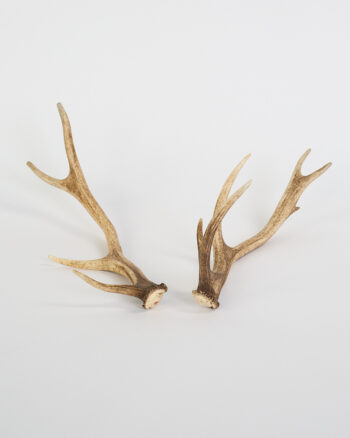 Natural Deer Antler Pieces with Forked Tines