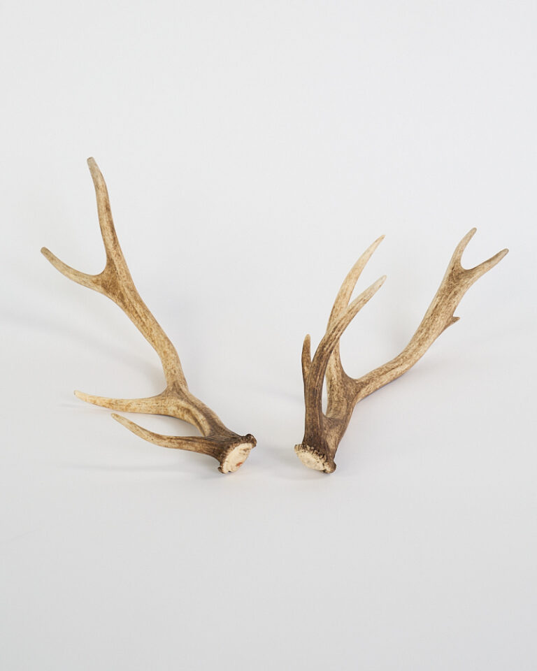 Natural Deer Antler Pieces with Forked Tines