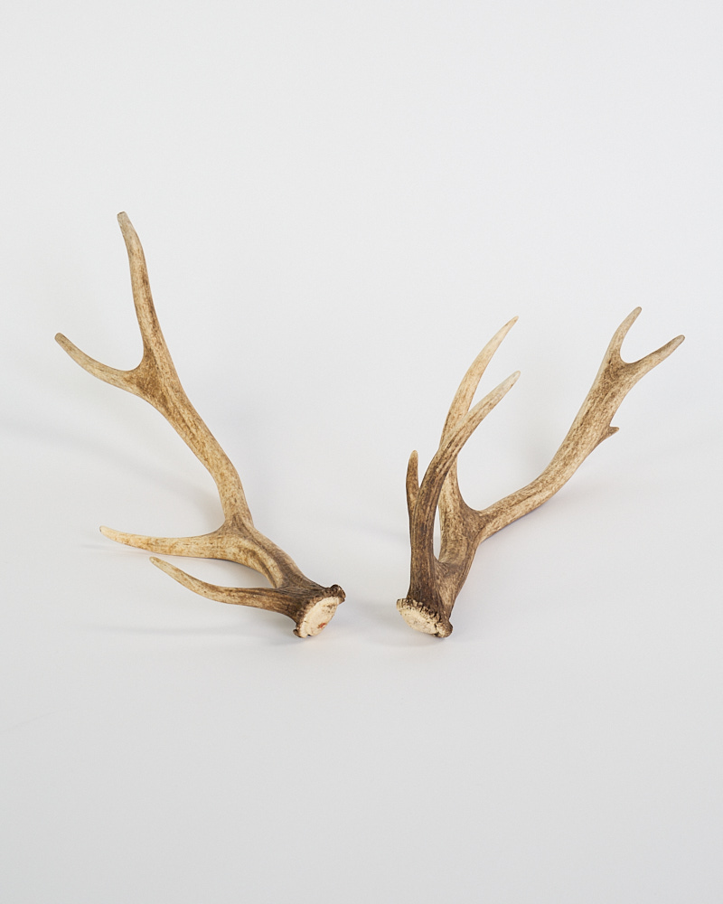 Natural Deer Antler Pieces with Forked Tines