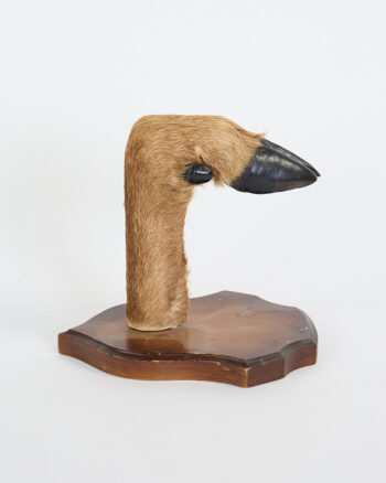 Vintage Taxidermy Deer Foot with Polished Wooden Base