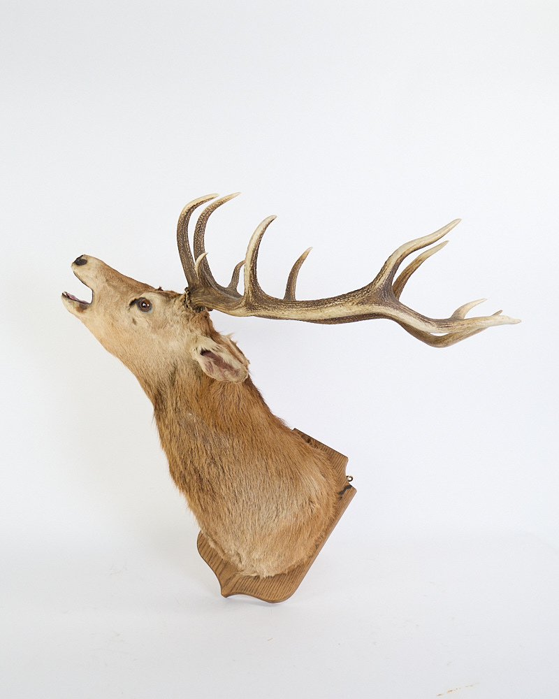 Vintage Red Deer Stag Head Taxidermy with Oak Plaque