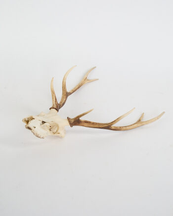 Vintage Deer Skull with Impressive Natural Antlers