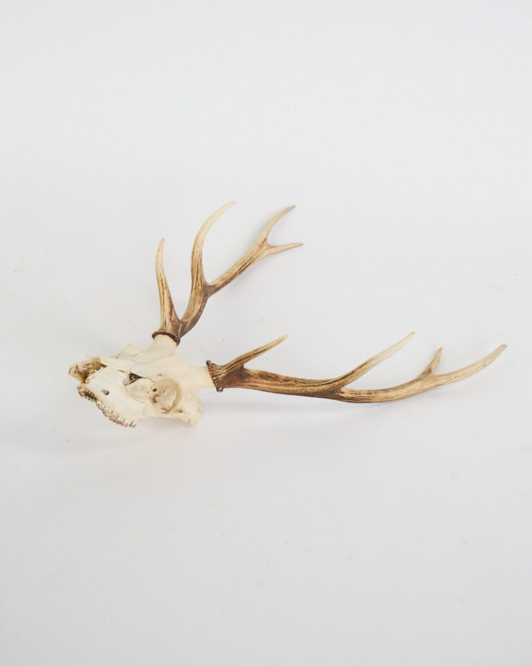 Vintage Deer Skull with Impressive Natural Antlers