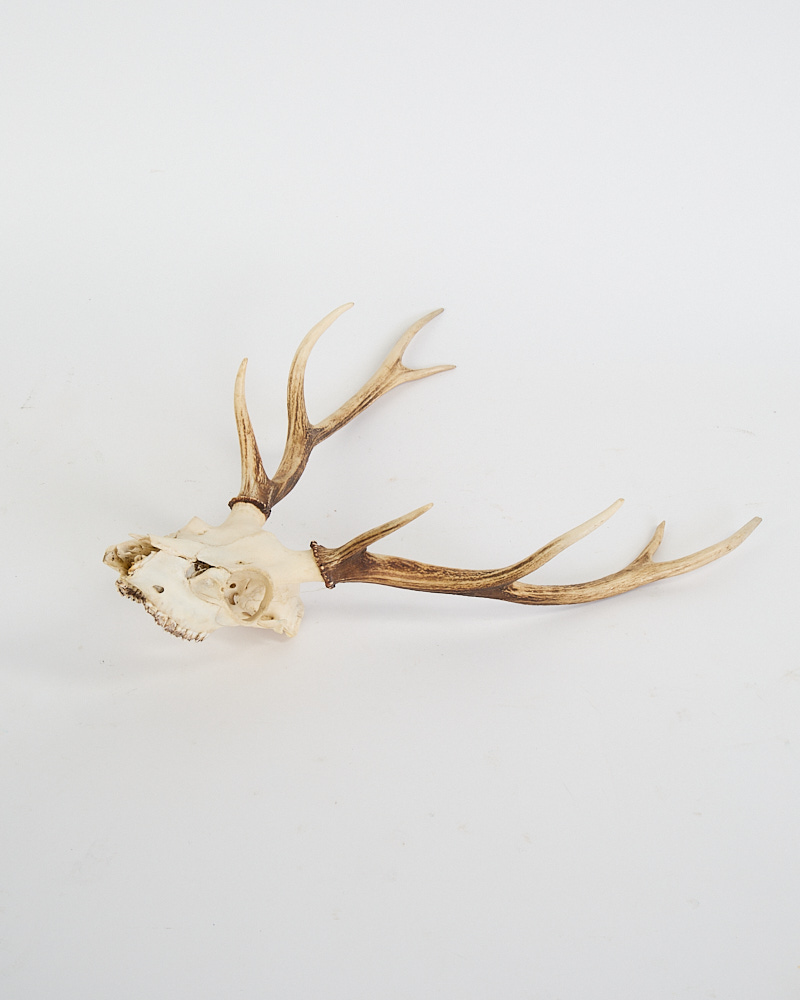 Vintage Deer Skull with Impressive Natural Antlers
