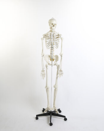 Plastic Human Anatomical Skeleton Model with Rolling Stand