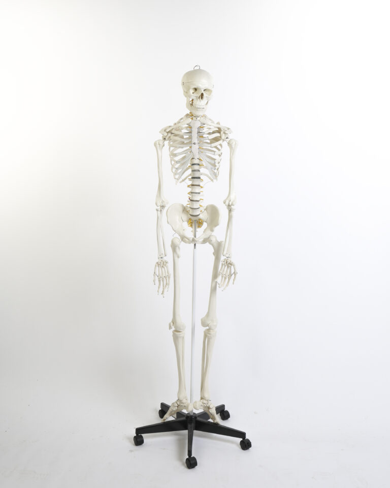 Plastic Human Anatomical Skeleton Model with Rolling Stand
