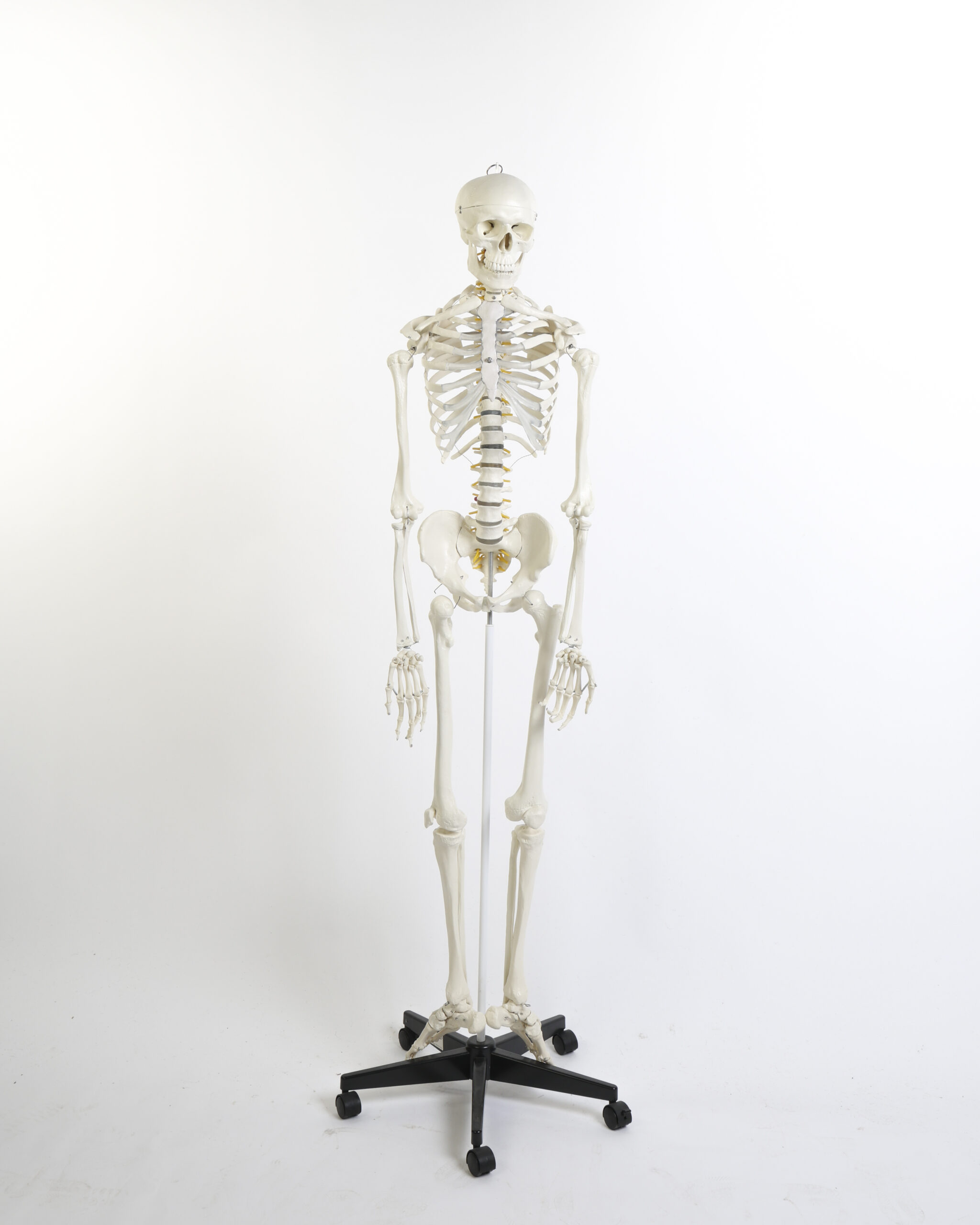 Plastic Human Anatomical Skeleton Model with Rolling Stand