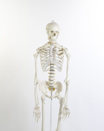 Plastic Human Anatomical Skeleton Model with Rolling Stand