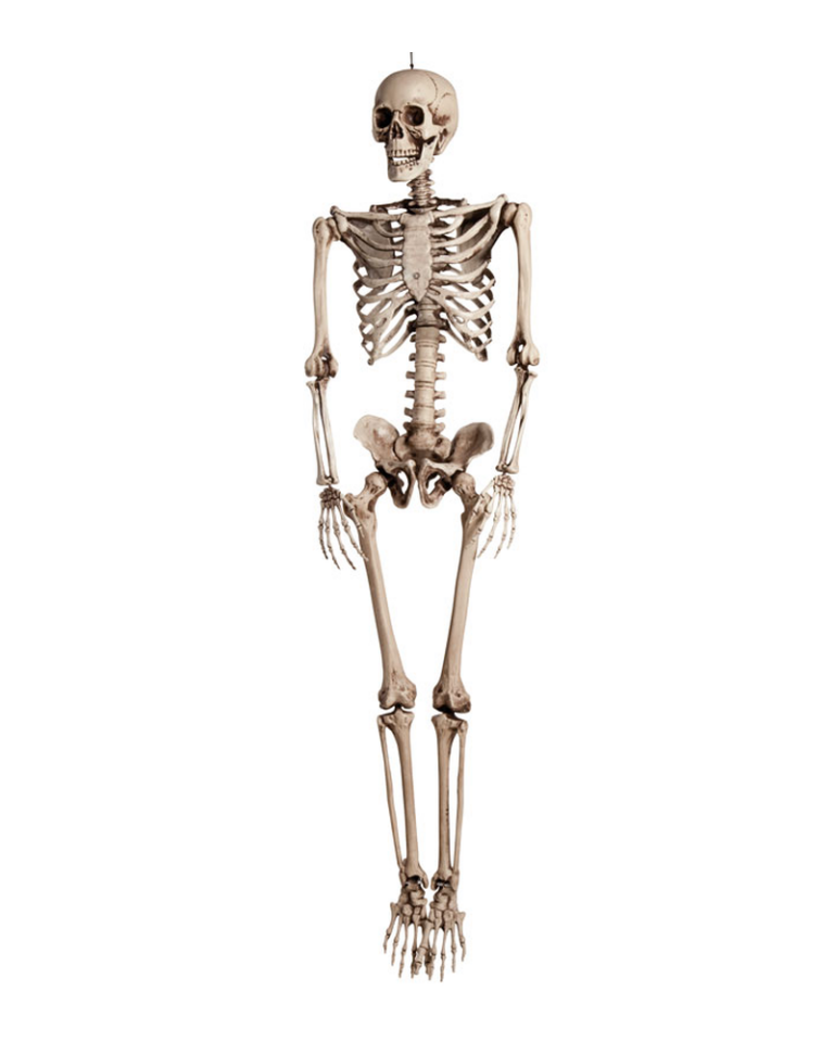 Realistic Articulated Skeleton Halloween Prop (160cm)