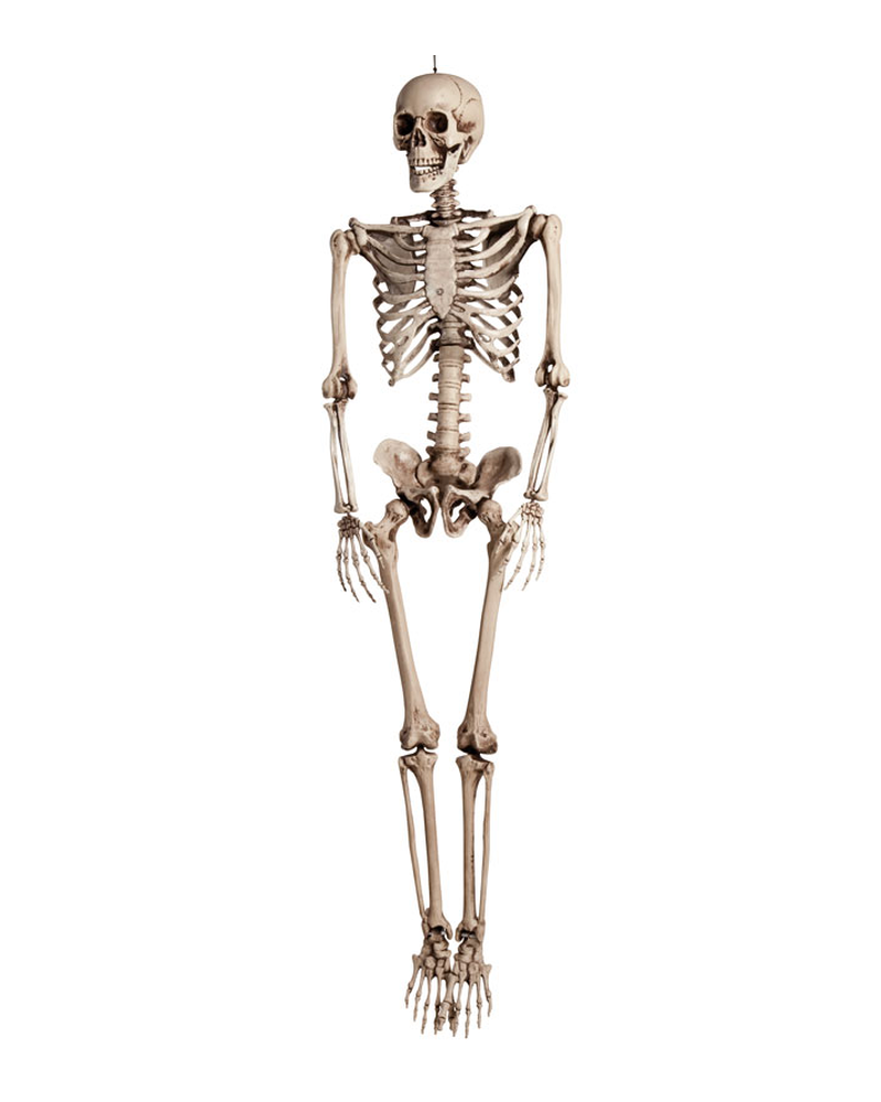 Realistic Articulated Skeleton Halloween Prop (160cm)