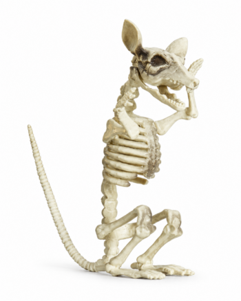Creepy Rat Skeleton Halloween Decoration