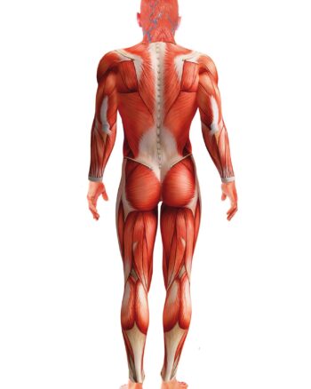 Anatomy Man Costume Red Medium Chest 38-40