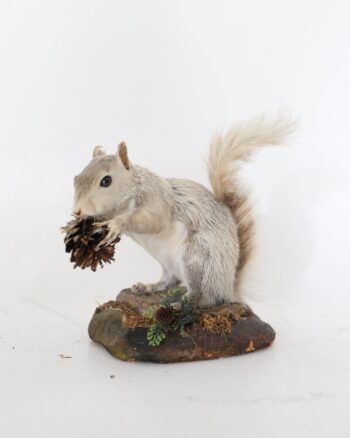 Taxidermy Grey Squirrel holding a Pine Cone on Naturalistic Base