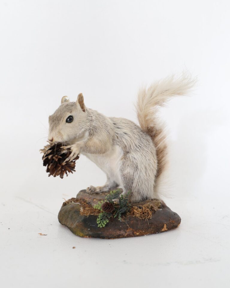 Taxidermy Grey Squirrel holding a Pine Cone on Naturalistic Base