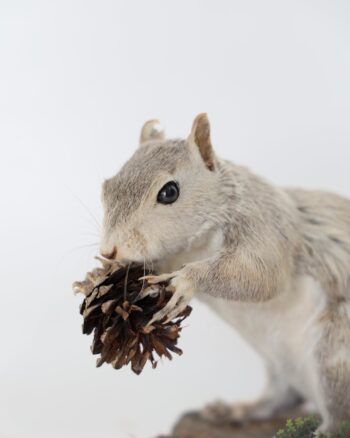 Taxidermy Grey Squirrel holding a Pine Cone on Naturalistic Base