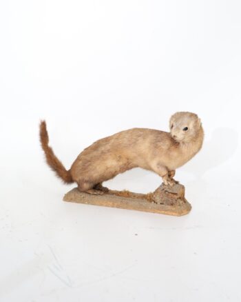 Taxidermy Stoat Mounted on Rustic Wooden Plinth