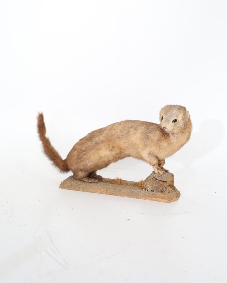 Taxidermy Stoat Mounted on Rustic Wooden Plinth