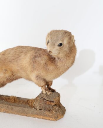 Taxidermy Stoat Mounted on Rustic Wooden Plinth