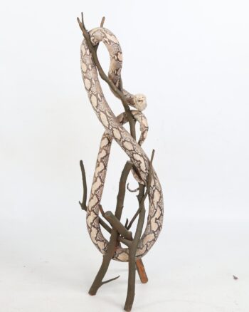 Taxidermy Snake Mounted on Natural Wood Branch