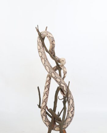 Taxidermy Snake Mounted on Natural Wood Branch
