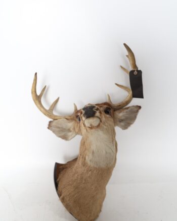 Mounted 9 point Deer Head Taxidermy on Wooden Shield