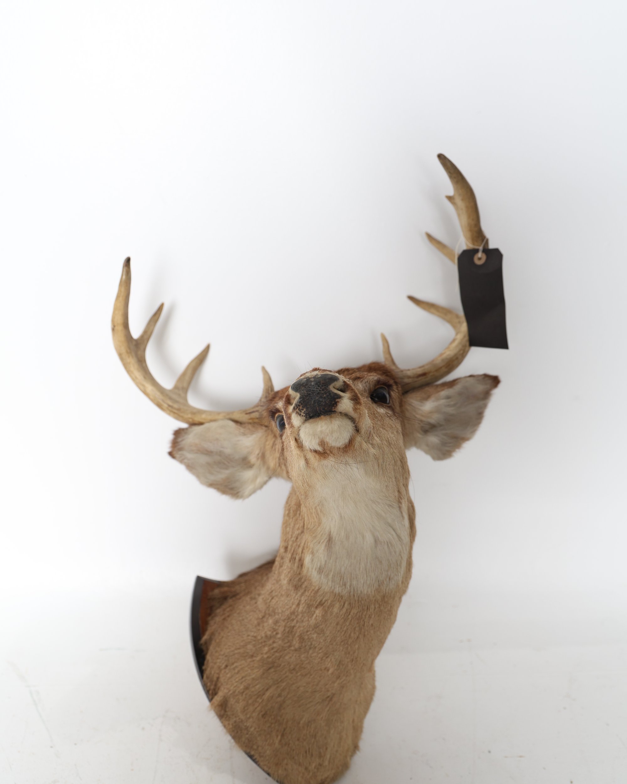 Mounted 9 point Deer Head Taxidermy on Wooden Shield