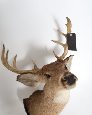 Mounted 9 point Deer Head Taxidermy on Wooden Shield